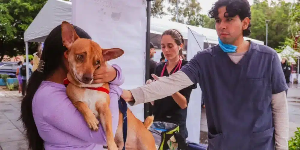 mascotas predominan en hogares de centro