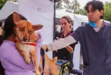 mascotas predominan en hogares de centro