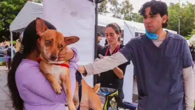 mascotas predominan en hogares de centro