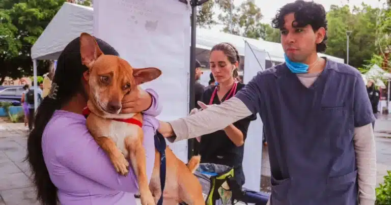 mascotas predominan en hogares de centro