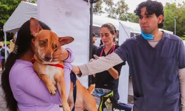 mascotas predominan en hogares de centro