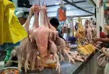 venta de pollo y gallina aumenta precios por día de muertosventa de pollo y gallina aumenta precios por día de muertos