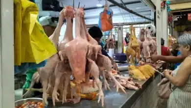 venta de pollo y gallina aumenta precios por día de muertosventa de pollo y gallina aumenta precios por día de muertos