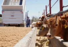 Ganado mexicano volverá a Estados Unidos con reapertura de dos puertos fronterizos